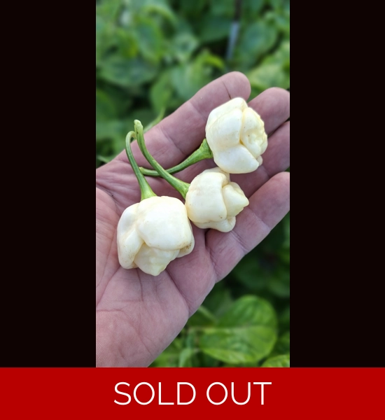 PINK TIGER X MORUGA Y. white  (10+seeds)